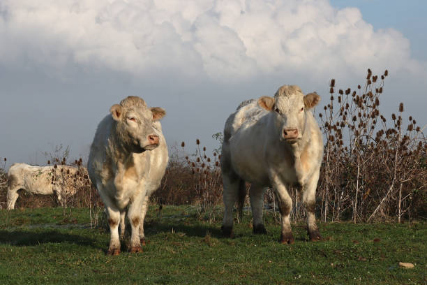 cows grazing in the meadows of the Lozoya valley in the Sierra de Guadarrama in Madrid, Spain