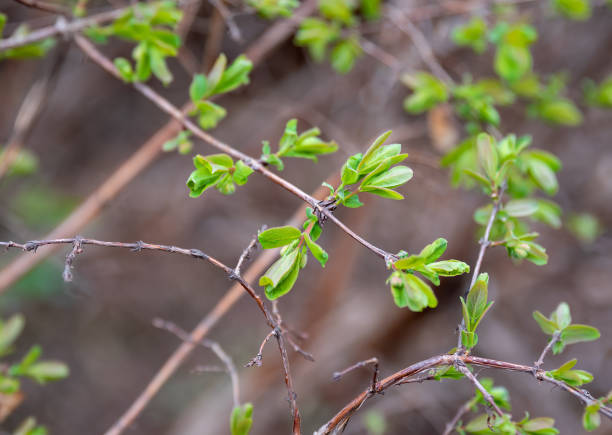 Fresh honeysuckle sprouts with tender green leaves on thin branches in early spring, captured in the Far East of Russia, with a soft blurred background