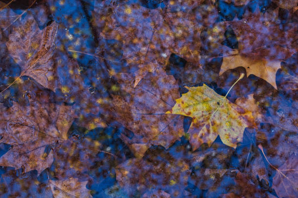 Herbstlaub liegt im Wasser, der blaue Himmel spiegelt sich darin