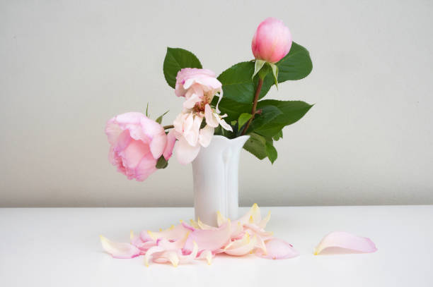 Verblühte Rose in einer Vase