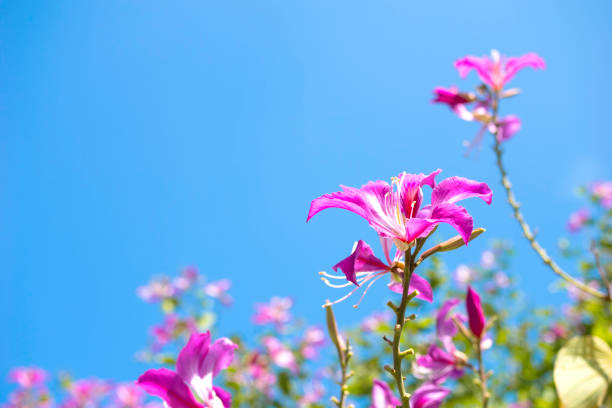 Purple Bauhinia flower blooming on blue sky background (Bauhinia purpurea linn tree)