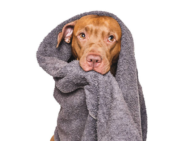 istock Cute dog and blue towel. Studio shot 2192013937