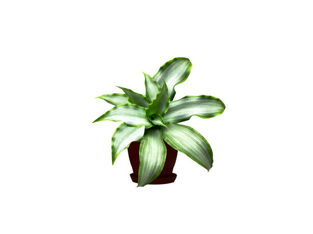 murdannia or asiatic dewflower pot plant isolated on white background