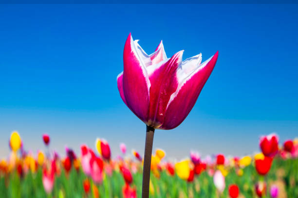 Spring field with blooming colorful tulips