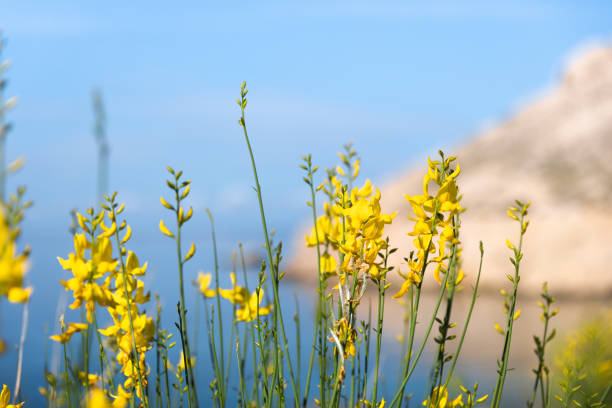Yellow flowers (Cytisus scoparius) by the sea (Krk island, Croatia).