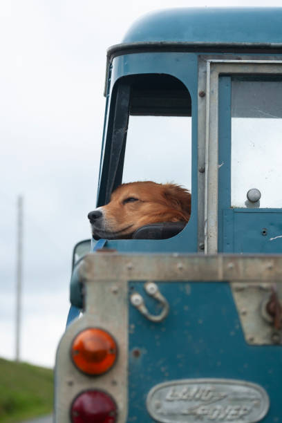 North Yorkshire, England, United Kingdom - May 27, 2007: A Welsh border Collie sheepdog looking out from a Land Rover window