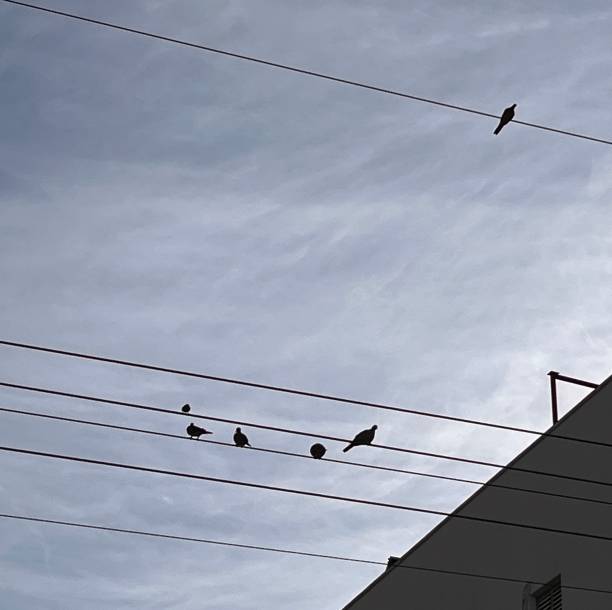 istock birds on wires in the city 2192016710