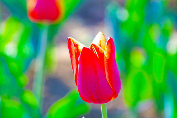 istock Spring field with blooming colorful tulips 2192016757
