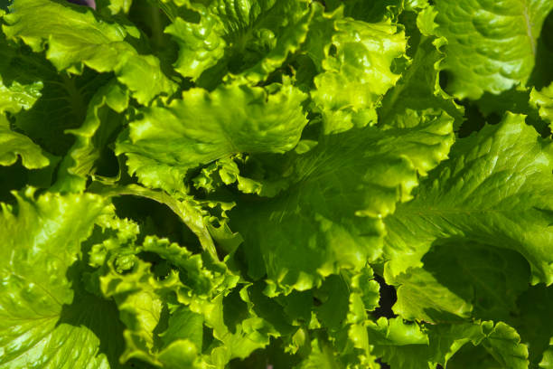 Lettuce leaves close-up. Homegrown greens. Floral background.