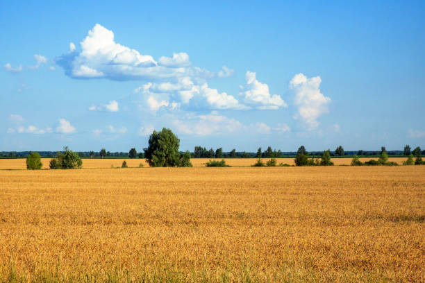 Stunning Salento Landscape (Lecce, Apulia - Italy)