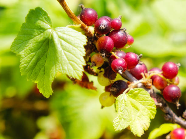 istock Unripe berries of black currant on a branch, closeup. 2192017686