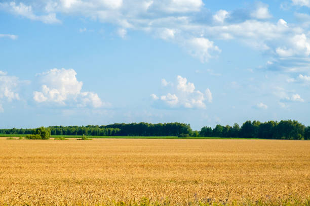 Expansive view of ripe wheat, ready for harvest, under a sunny sky.