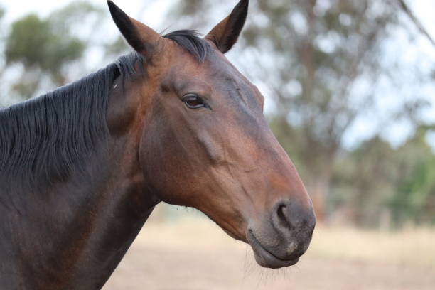 istock Brown Horse-Close-Up.       Melbourne-Australia. 2192018949