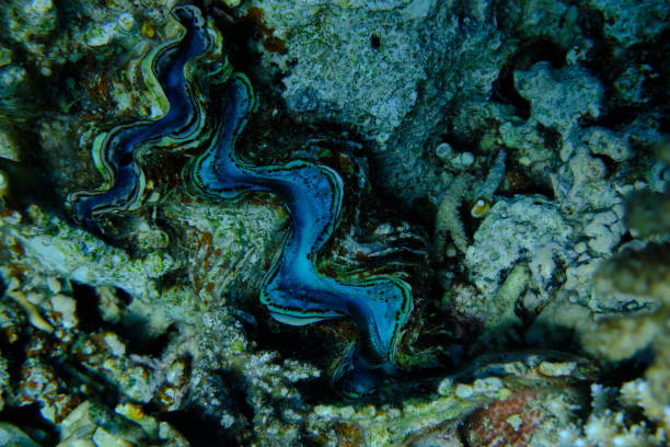 Giant clam - critically endangered in Red Sea near Marsa Alam, Egypt