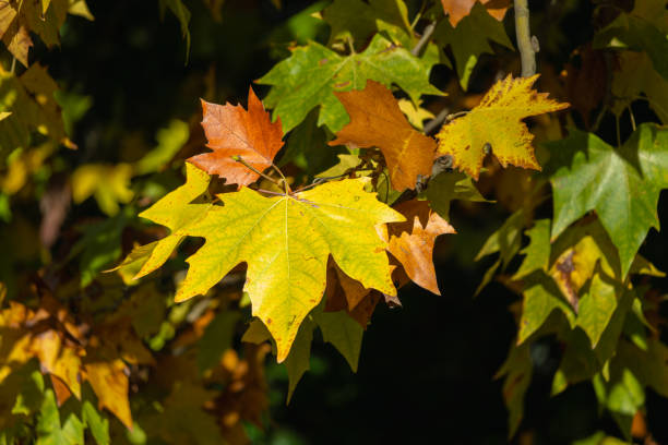 istock Autumn Leaves in Sierra de Aracena, Spain. 2192020679