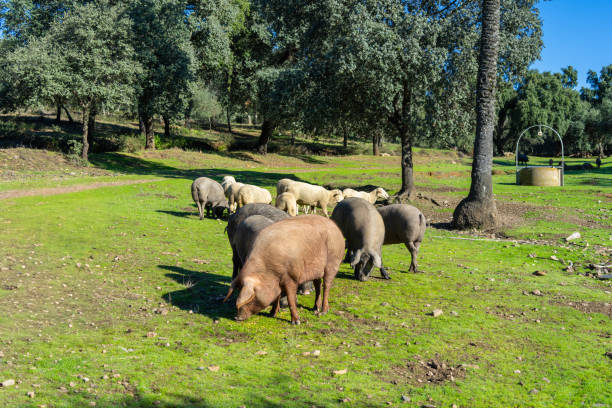 istock Iberian Pigs Grazing in Sierra de Aracena, Spain. 2192020782