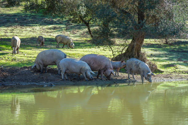 istock Iberian Pigs Drinking at a Pond, Sierra de Aracena. 2192020820