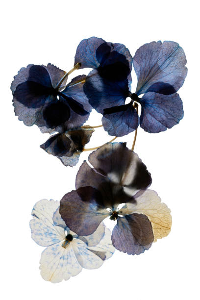 istock dried and pressed petals of hydrangea flower 2192021367