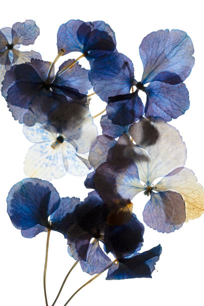 istock dried and pressed petals of hydrangea flower 2192021368