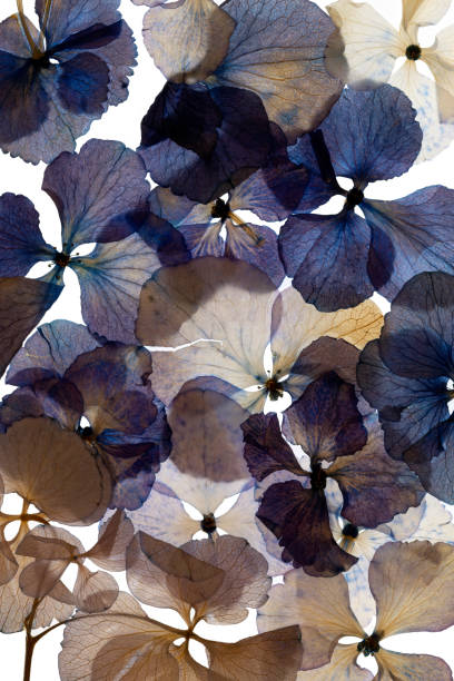 istock dried and pressed petals of hydrangea flower 2192021369