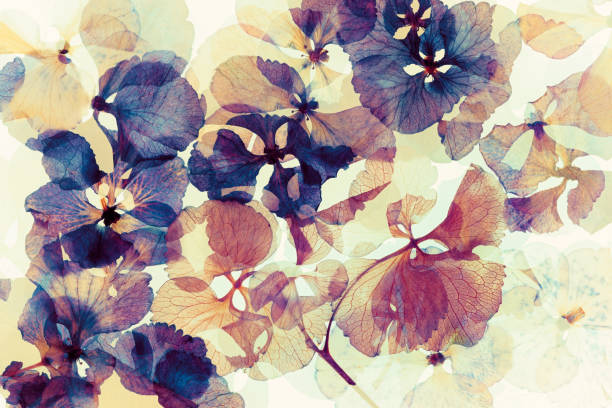 istock dried and pressed petals of hydrangea flower 2192021370