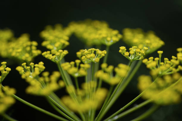 Flowers are not just beautiful—they are essential for sustaining life on Earth. Acting as vital hubs for pollinators like bees, butterflies, and birds, flowers support biodiversity and ensure the reproduction of countless plant species. They also play a key role in maintaining soil health and preventing erosion. Protecting flowers and their ecosystems is a crucial step toward a balanced and sustainable future.Location: Noida, Uttar Pradesh (India)