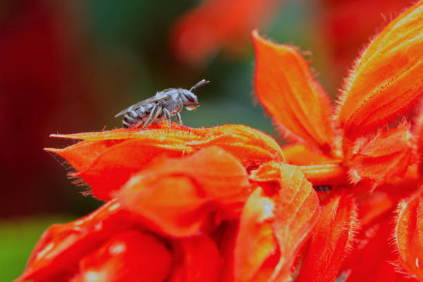 Flowers are not just beautiful—they are essential for sustaining life on Earth. Acting as vital hubs for pollinators like bees, butterflies, and birds, flowers support biodiversity and ensure the reproduction of countless plant species. They also play a key role in maintaining soil health and preventing erosion. Protecting flowers and their ecosystems is a crucial step toward a balanced and sustainable future.Location: Noida, Uttar Pradesh (India)