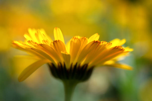 Flowers are not just beautiful—they are essential for sustaining life on Earth. Acting as vital hubs for pollinators like bees, butterflies, and birds, flowers support biodiversity and ensure the reproduction of countless plant species. They also play a key role in maintaining soil health and preventing erosion. Protecting flowers and their ecosystems is a crucial step toward a balanced and sustainable future.Location: Noida, Uttar Pradesh (India)