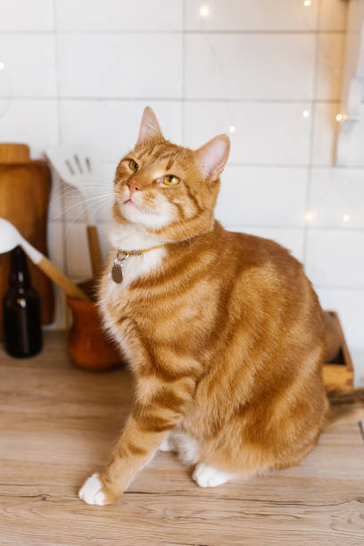 istock Red cute cat is sitting on a wooden counter in a kitchen 2192021630