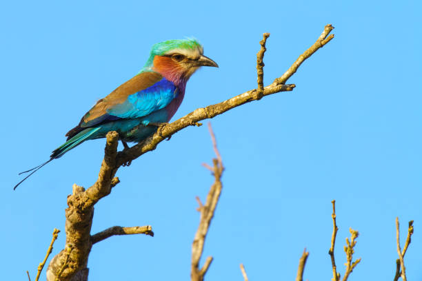 istock Lilac breasted roller, in Kruger National Park, South Africa 2192021876