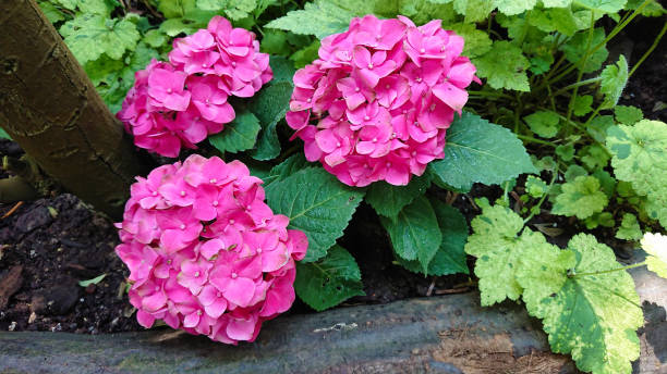 istock Vibrant pink hydrangeas in lush garden setting 2192022243