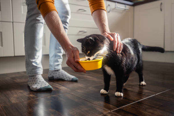 istock Pet owner giving bowl with feeding his cat 2192023266