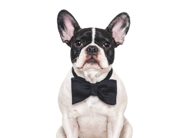 istock Lovable puppy and bow tie. Studio shot 2192023591