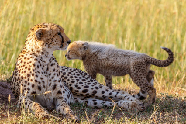 istock Cheetah with a cub lying in the grass in the savannah 2192027707