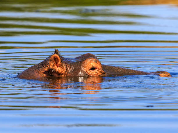 istock Close up on a hippopotamus in a river 2192028137
