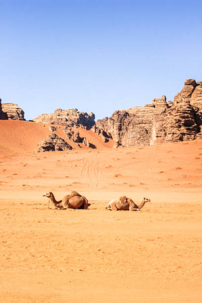istock Couple of camels 2192029064