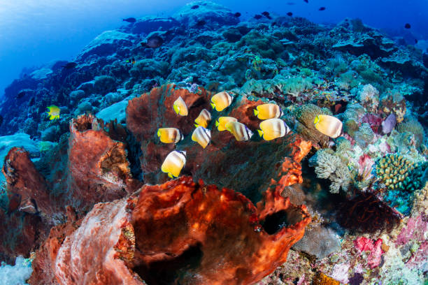 istock Tropical fish around large underwater sponges on a coral reef 2192029517