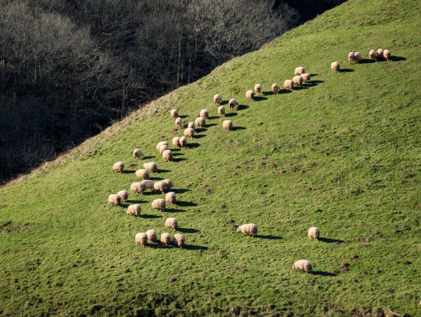 istock Flock of sheep in the pasture 2192030612