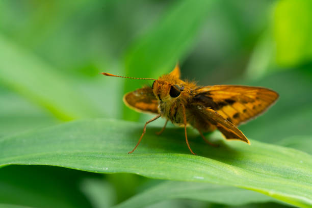 Image Location: Bekasi City, West Java, IndonesiaImage was taken using a DSLR Camera with 105mm Macro Lens on a Meadow in the morning. Skipper Butterfly is a common species that lived in tropical climate area. Such as around Southeast Asia Countries.