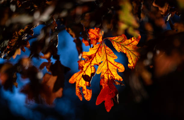 Landscape of trees at the peak of golden autumn. Bright yellow, gold and orange leaves. Clear blue sky peeking through gaps in the branches. For natural wonder, tranquility, changing seasons, beauty