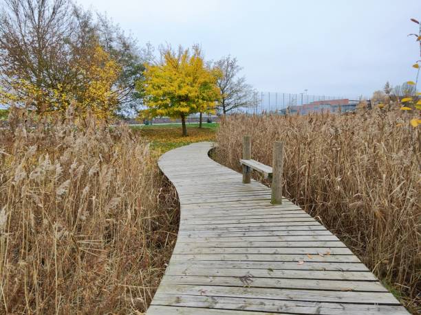 The image depicts a wooden boardwalk winding through a wetland area. The boardwalk is surrounded by tall, dry reeds and leads towards a vibrant yellow tree in the distance, which stands out against the muted colors of the surrounding vegetation. The sky is overcast, adding a serene and calm atmosphere to the scene. A simple wooden bench is positioned along the boardwalk, inviting visitors to sit and enjoy the natural surroundings