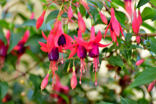 istock Fuchsia Flowers: Fabulous Staple for Hanging Baskets with Their Elegant, Drooping Flowers 2192033262