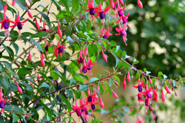 istock Fuchsia Flowers: Fabulous Staple for Hanging Baskets with Their Elegant, Drooping Flowers 2192033267