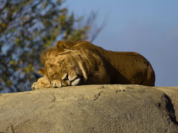 istock Northern lion sleeping peacefully on a rock / Panthera leo leo 2192033334