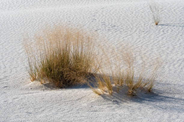 Desert shrubs grow in White Sands National Park directly in the gypsum dunes