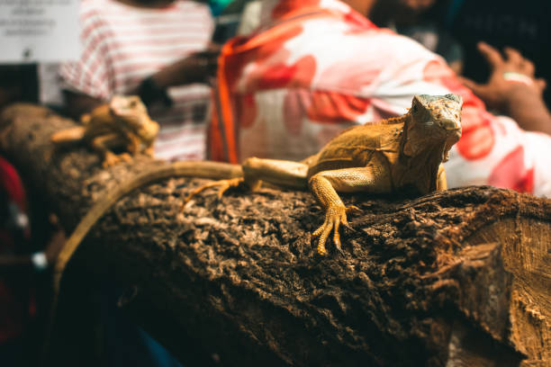 istock Closeup of an Iguana on a tree trunk spotted during an interaction session. 2192035466