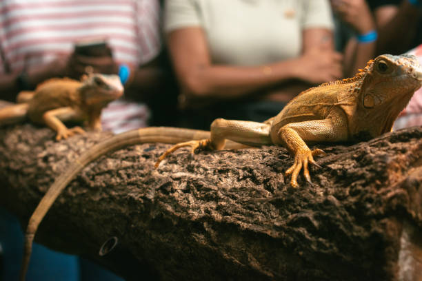 Closeup of an Iguana on a tree trunk spotted during an interaction session.