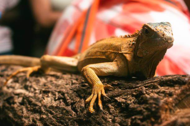istock Closeup of an Iguana on a tree trunk spotted during an interaction session. 2192035469