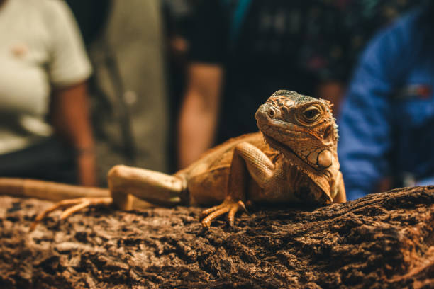 istock Closeup of an Iguana on a tree trunk spotted during an interaction session. 2192035540
