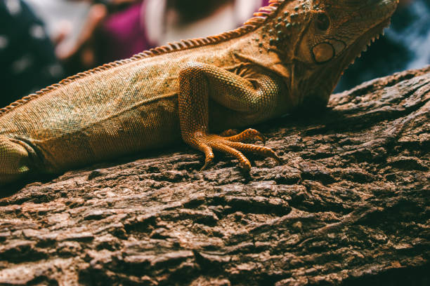 istock Closeup of an Iguana on a tree trunk spotted during an interaction session. 2192035603